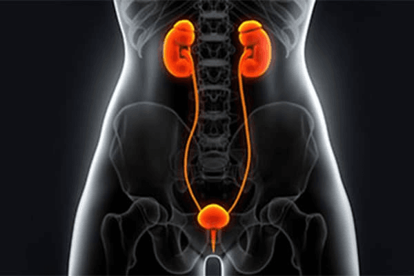 organos reproductores